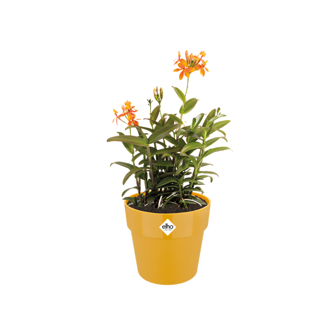 b.for original round 22cm ochre